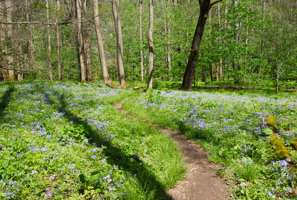 spring wildflower hike smoky mountains